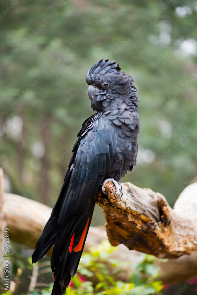 Obraz premium Red-tailed black cockatoo male