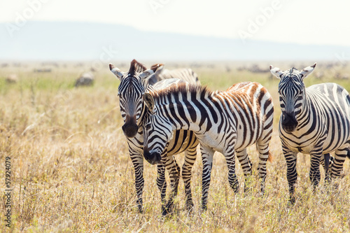 Zebra friends in Serengeti Tanzania