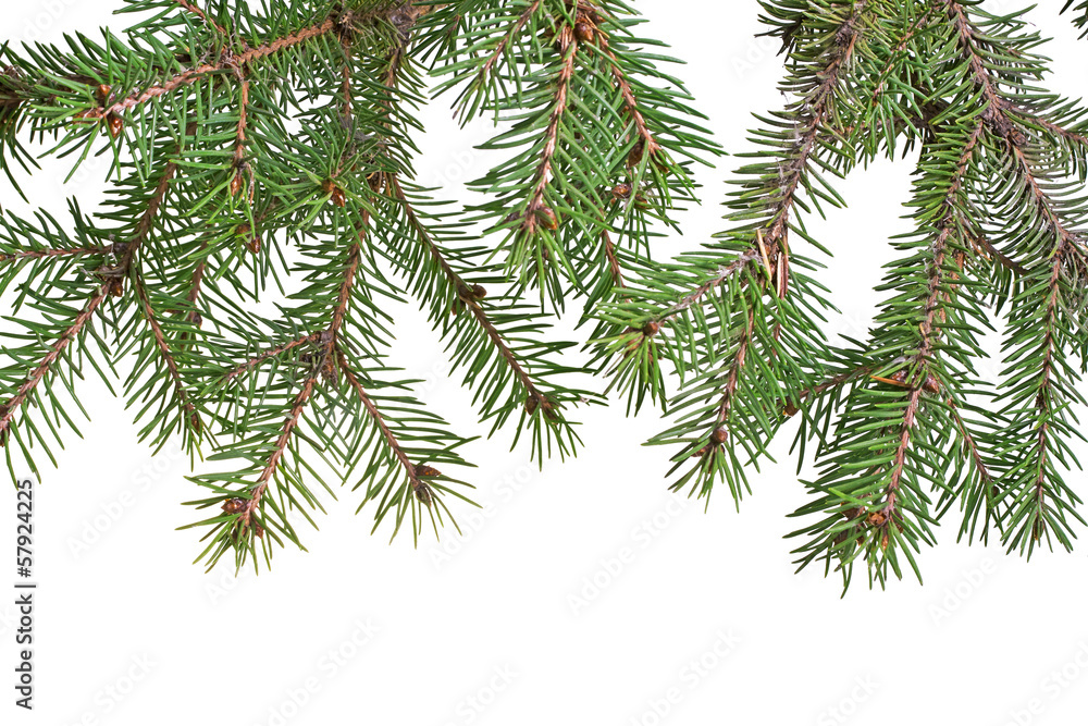 Christmas tree branch