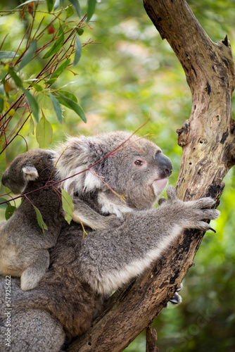 Fototapeta Naklejka Na Ścianę i Meble -  Mother koala with baby