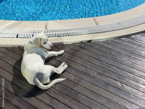 Braver müder Hund mit Schlappohren auf braunen Schiffsdielen am Swimmingpool eines Hotel im Sommer bei Sonnenschein in Bodrum am Ägäischen Meer in der Provinz Izmir in der Türkei photo