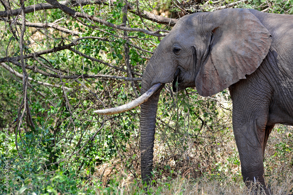 Fototapeta premium elephant