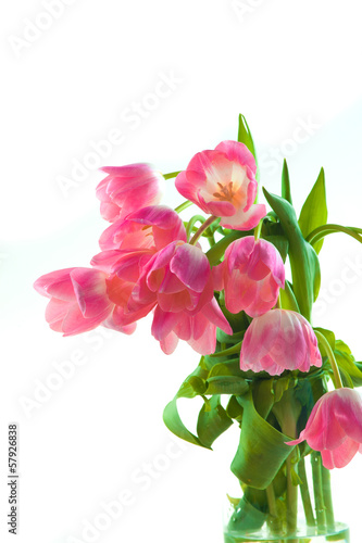 Beautiful pink tulips