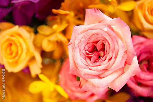 Beautiful Roses as a background