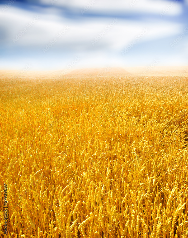 Naklejka premium wheat field