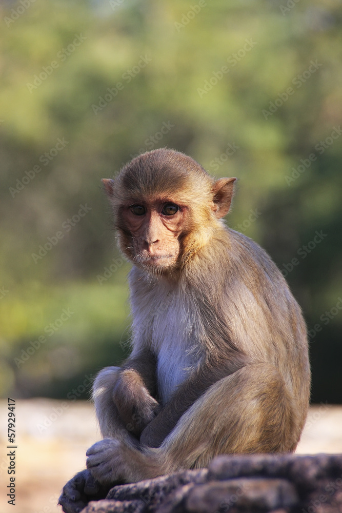Rhesus macaque sitting at Taragarh Fort, Bundi, India Rhesus macaque sitting at Taragarh Fort, Bundi, India