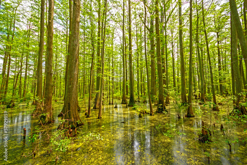 Fototapeta Naklejka Na Ścianę i Meble -  Cypress Swamp in Spring