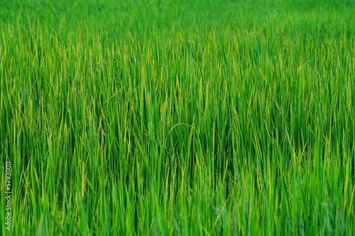 rice field in Thailand