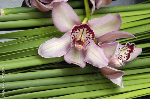 Pink orchid with palm leaf texture