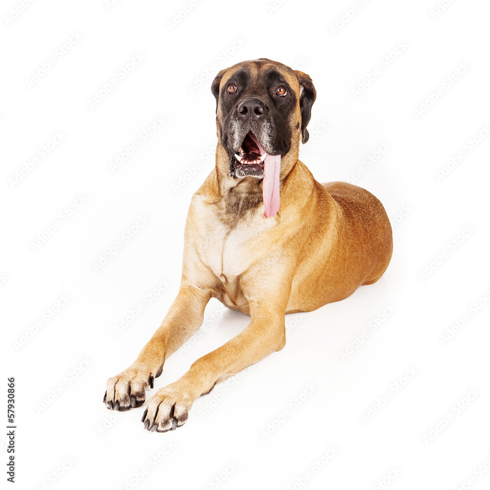 Mastiff Dog With Long Tongue