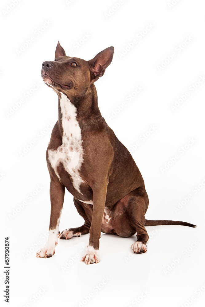 Pit Bull Dog Sitting Obedient Pit Bull Dog Sitting Obedient