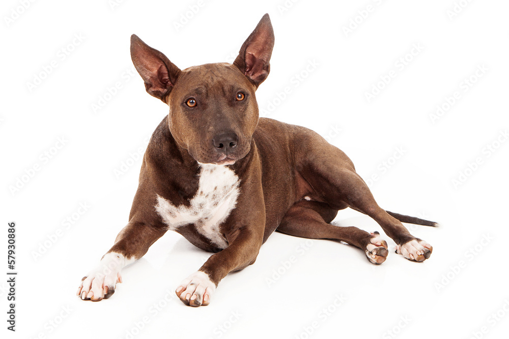 Pit Bull Mixed Breed Dog Pit Bull Mixed Breed Dog