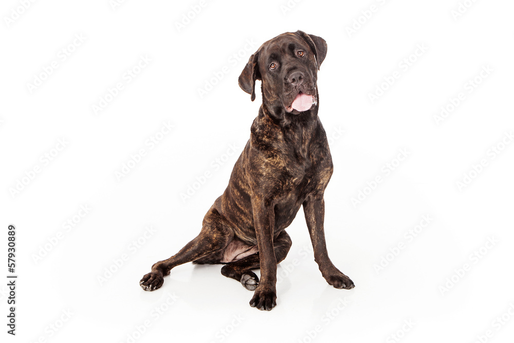 Obraz premium Cane Corso Dog Sitting to Side