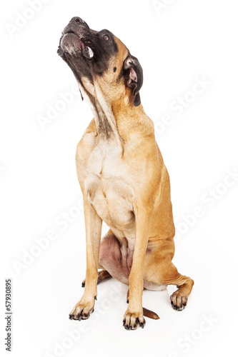 English Mastiff Looking Up Drooling photo