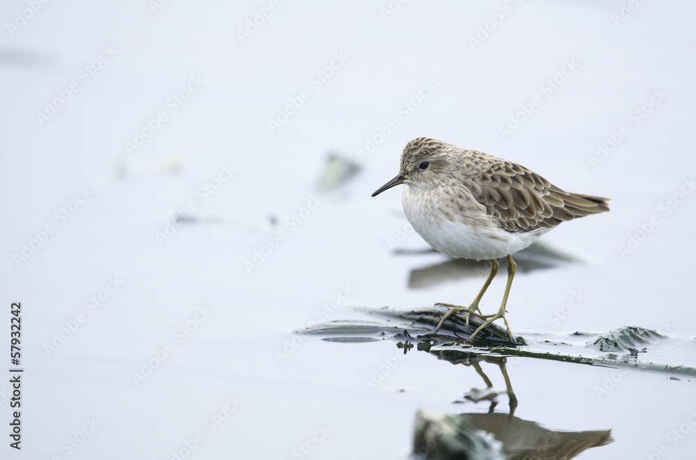 Long-toed Stint Long-toed Stint