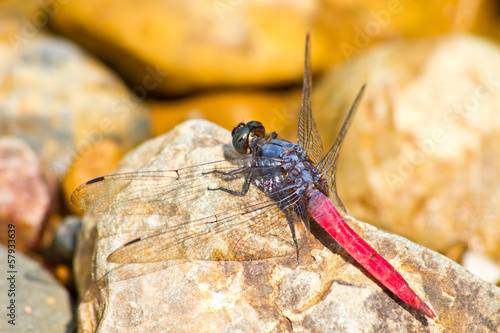 dragonfly resting on stone
