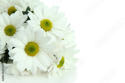 Fototapeta Naklejka Na Ścianę i Meble -  Beautiful white chrysanthemum isolated on white