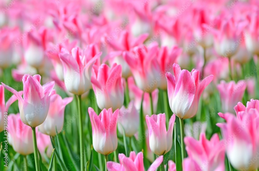 Fototapeta premium Pink tulips