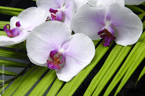 Beautiful branch white orchid with palm leaf texture
