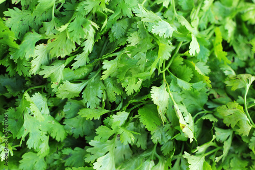 fresh green coriander on the market.