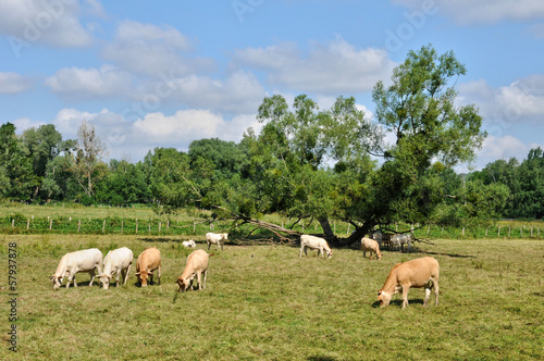 France, cows in a meadow in  Saint Lambert des Bois in les Yveli © PackShot