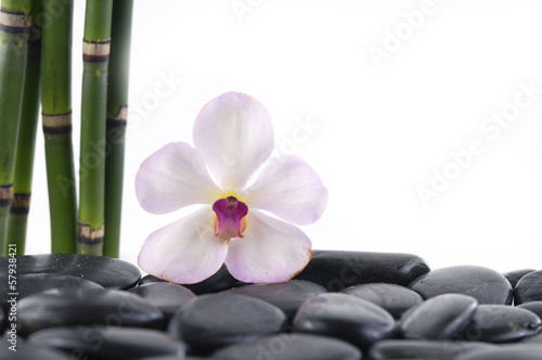 bamboo grove and macro of white orchid on pebbles