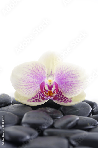 macro of Gorgeous orchid on stones