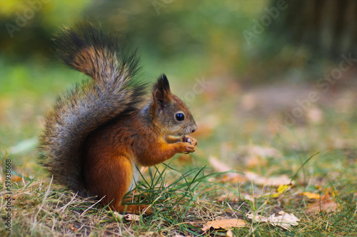 Cute squirrel on the lawn © Edgie