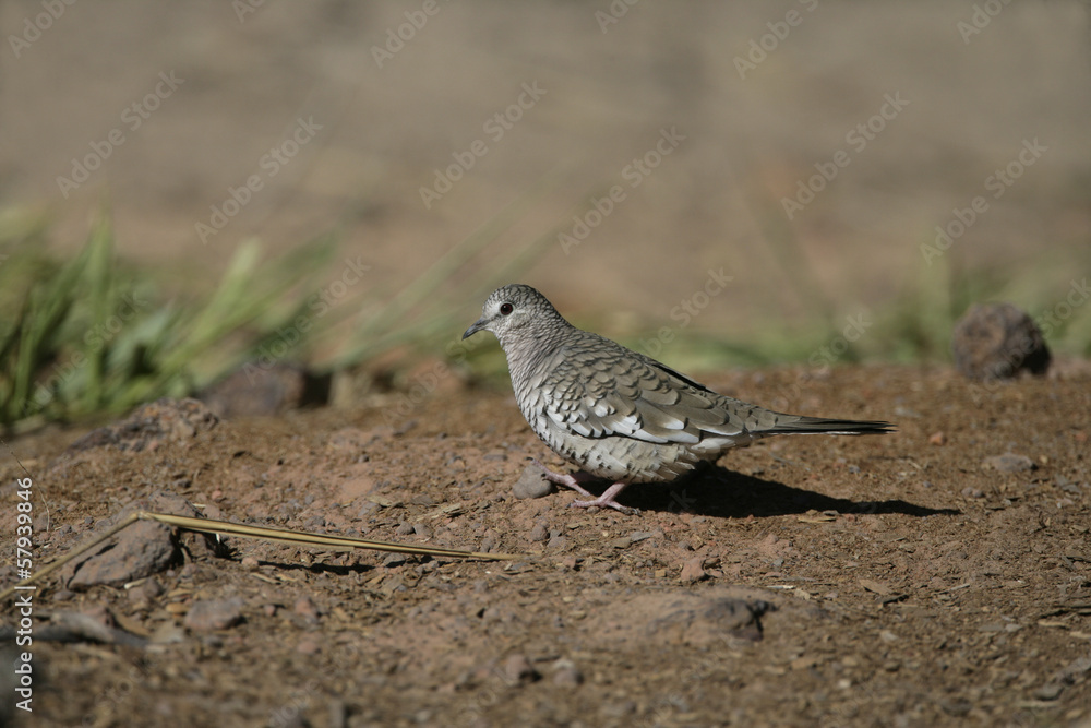 Scaled dove, Columbina squammata Scaled dove, Columbina squammata