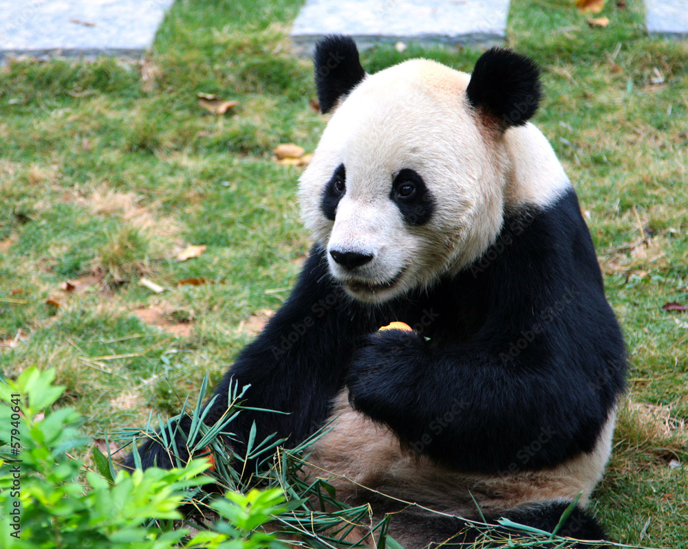 Fototapeta premium Giant panda eating bamboo