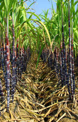 Plantation of sugarcane photo