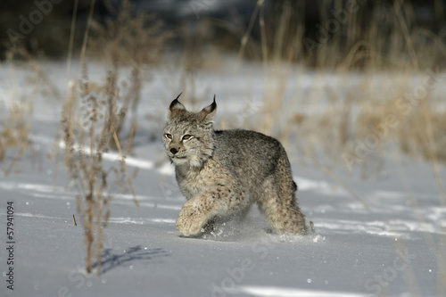 Siberian lynx  Lynx lynx