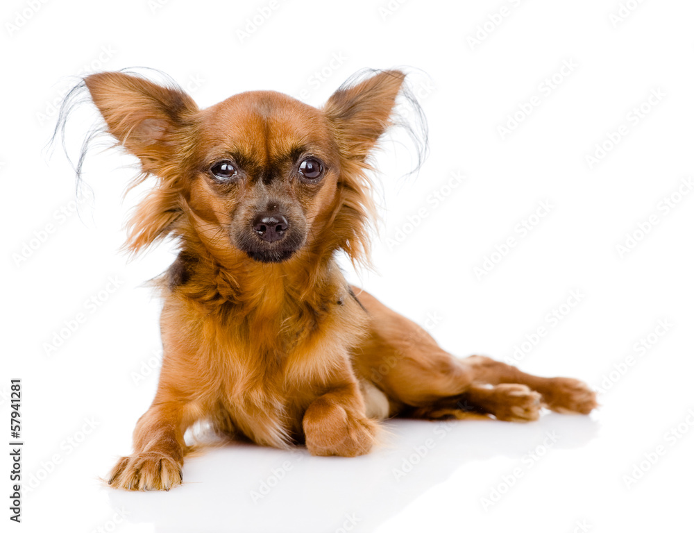 Russian toy terrier lying in front. isolated on white background Russian toy terrier lying in front. isolated on white background