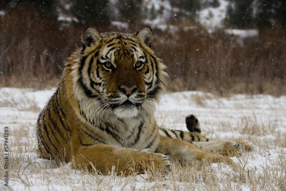 Obraz premium Siberian tiger, Panthera tigris altaica