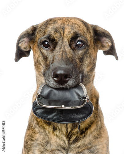 dog holding empty purse in its mouth. isolated on white 