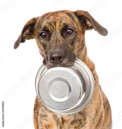 dog  holding bowl in mouth. isolated on white background
