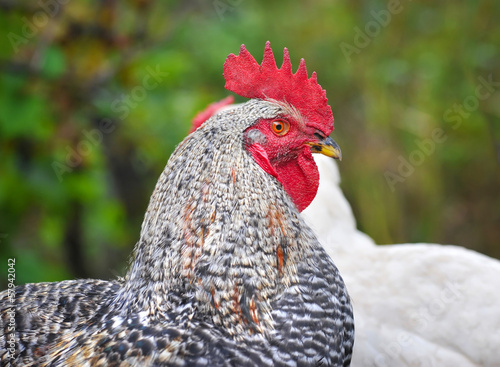 Young Rooster portrait on nature background