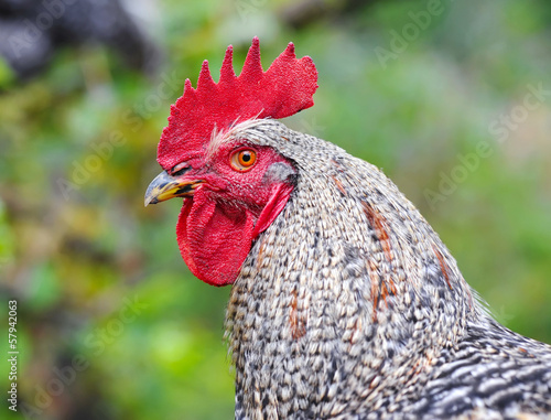 Young Rooster portrait on nature background