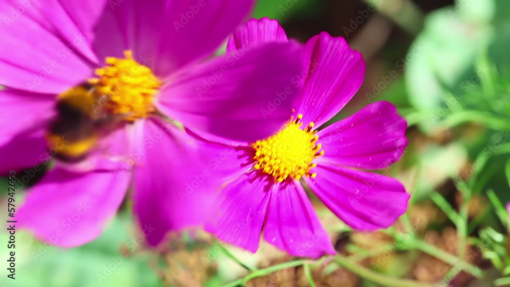 Bumblebee collecting nectar from pink garden flowers.
