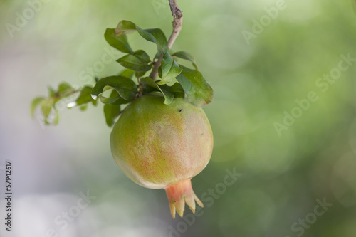 Pomegranate on tree
