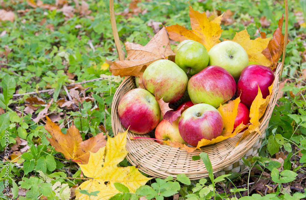 Fresh apples in basket Fresh apples in basket