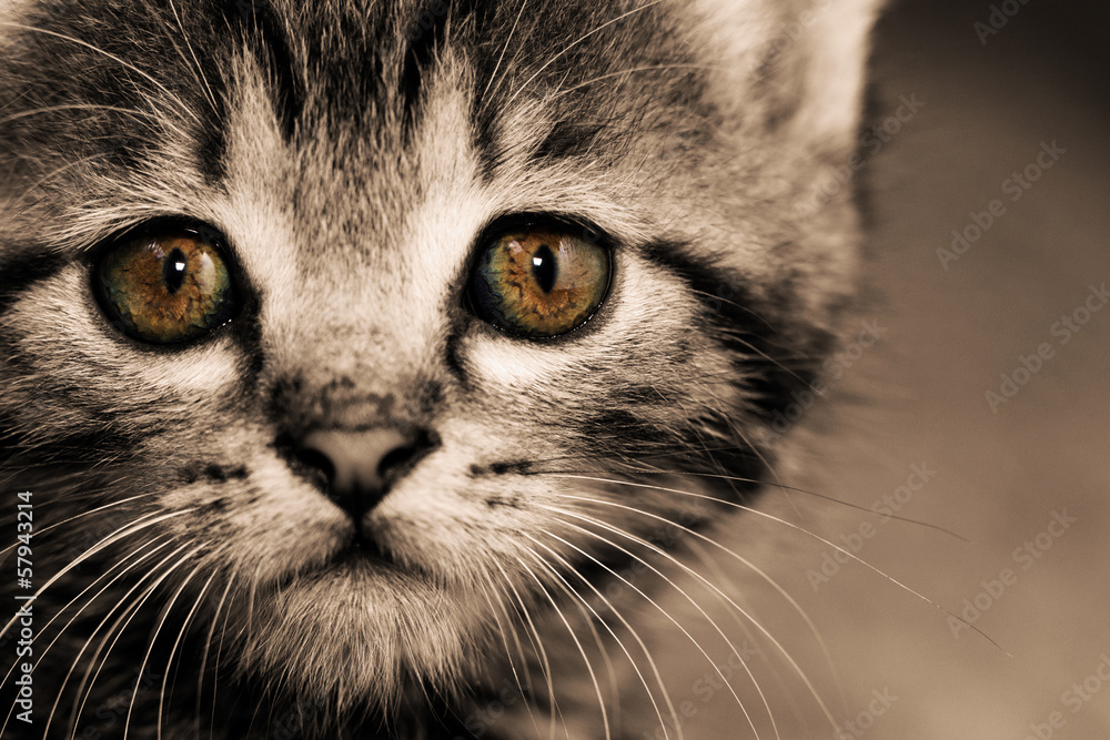 Tabby kitten Tabby kitten