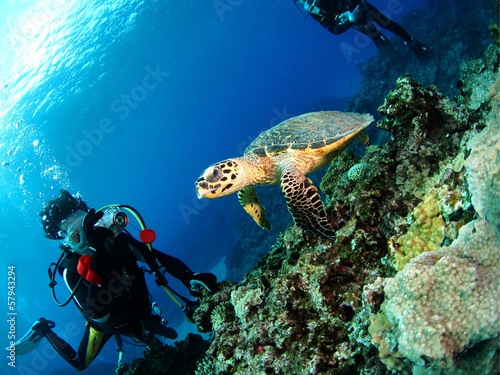 Wallpaper Mural ウミガメとスキューバダイバー Torontodigital.ca