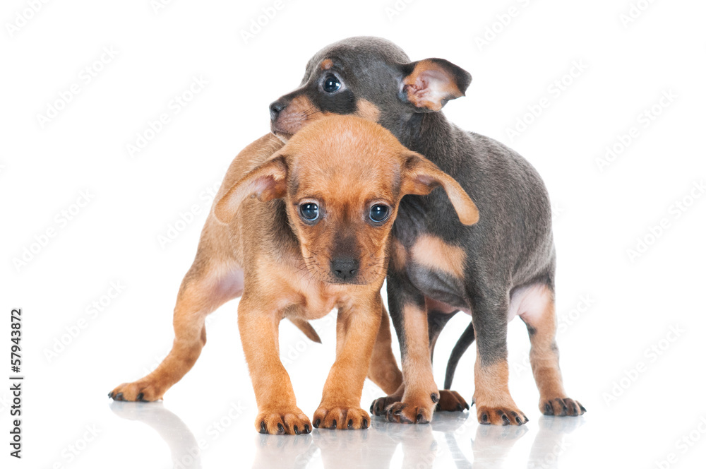 two little puppies together