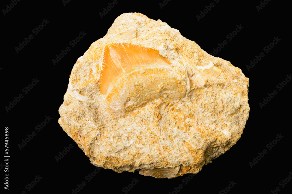 Fototapeta premium Shark tooth fossil on matrix rock, isolated on black
