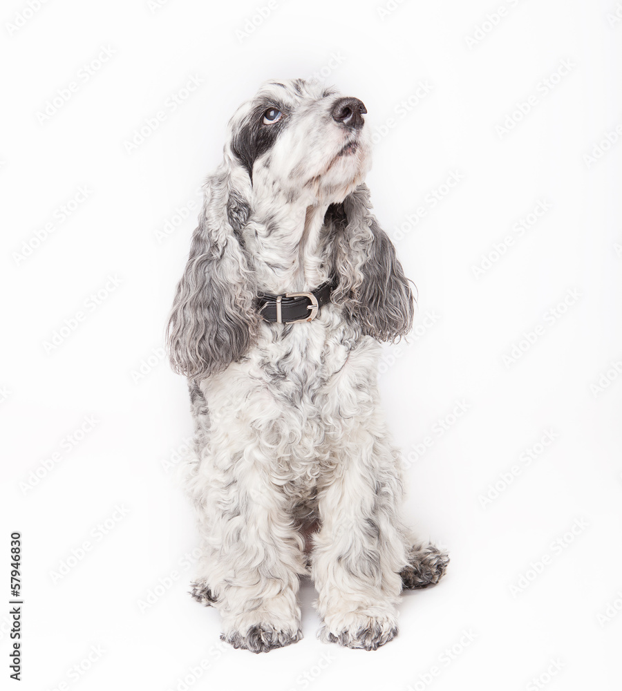 black and gray dog black and gray dog
