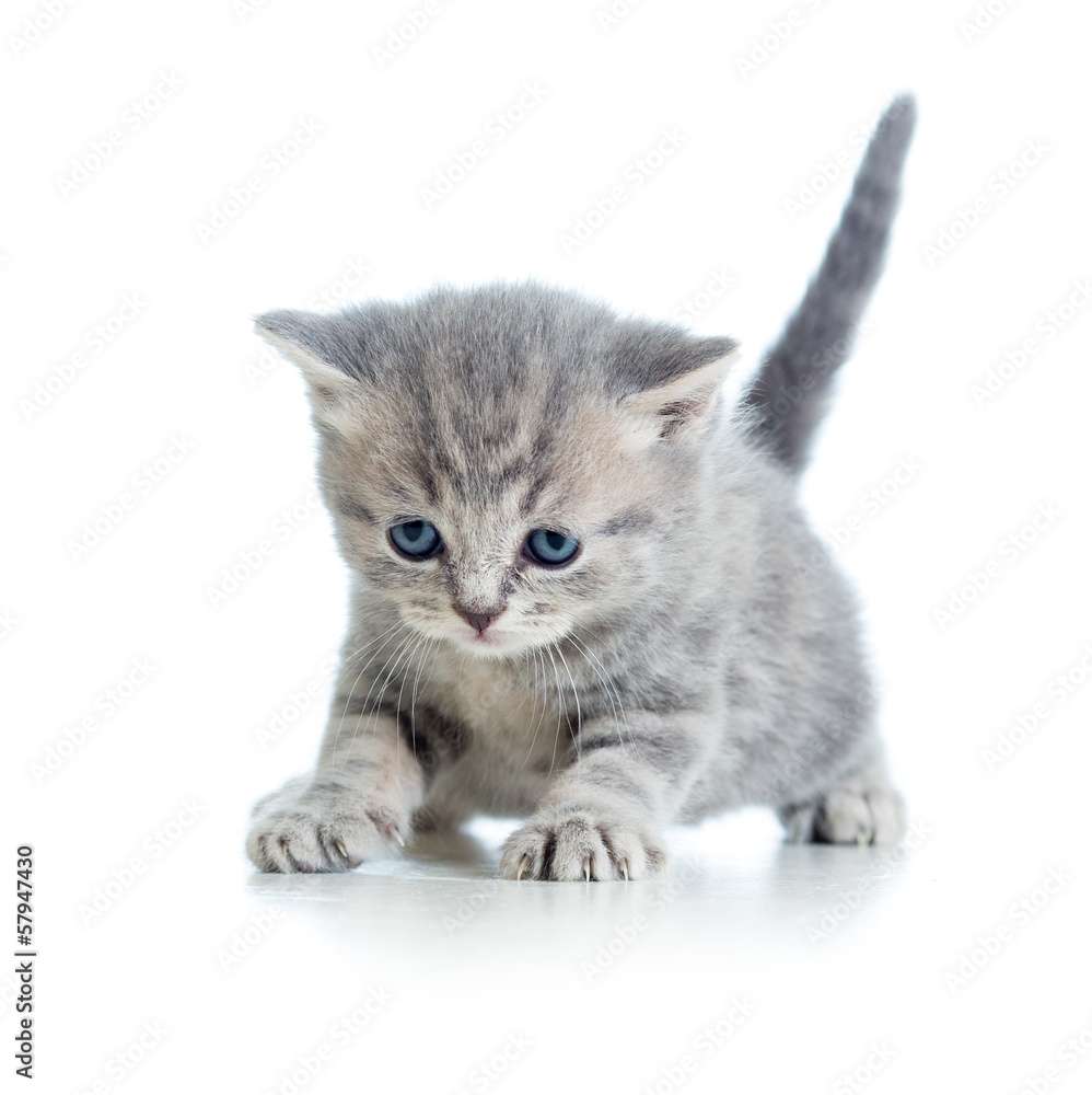 funny walking cat kitten