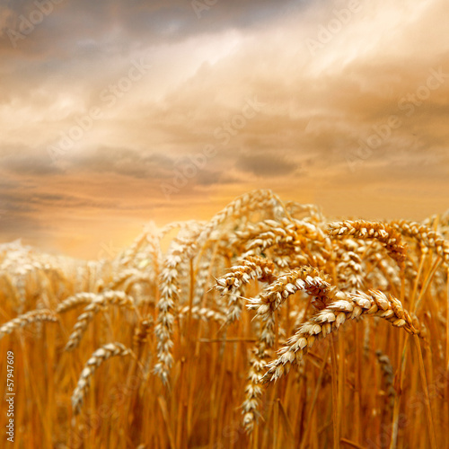 Fotografija Ripe wheat field.