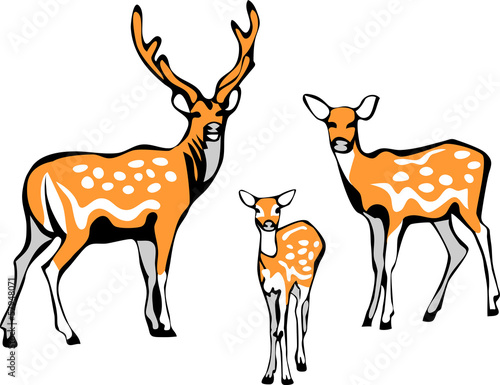 sika deer family