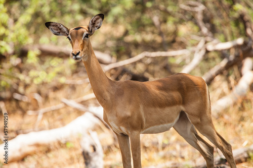 Impala female in reserve of Botswana